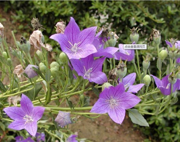 24种紫色花,全世界紫色花有几种?