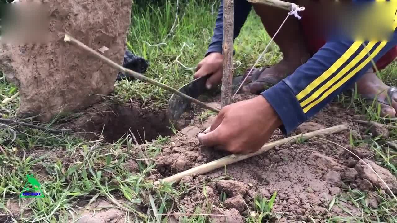 实拍牛人制作陷阱捕鸟,厉害了!