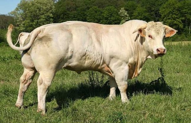 2,肉用品种:肉用品种主要包括海福特牛短角牛,阿伯丁-安格斯牛,夏洛