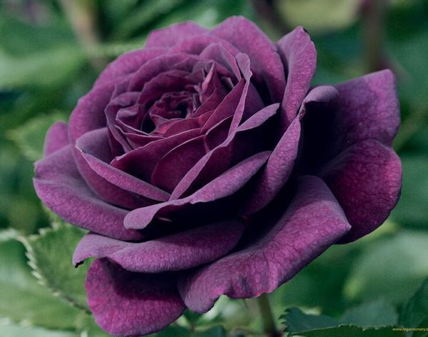 有没有紫色蔷薇花?