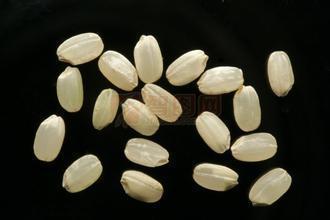 木材粉碎机有效减少废旧木材丢弃,促进木材循环使用
