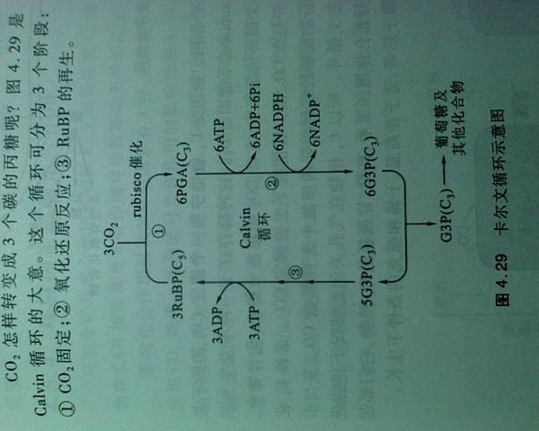 人教版高中生物必修一:光合作用过程图暗反应中五碳化合物到二氧化碳