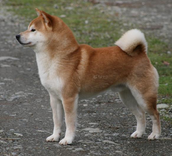 这是什么品种的狗?