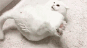 谁有一个白色的猫的表情包 是动图!