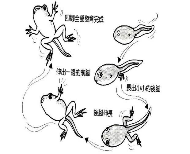 小蝌蚪首先会慢慢的长大,过程中会渐渐的显现出两条后腿,尾巴也会