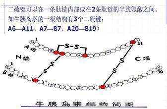 2,二硫键连接的是蛋白质分子的氨基酸残基,维持蛋白质的空间结构