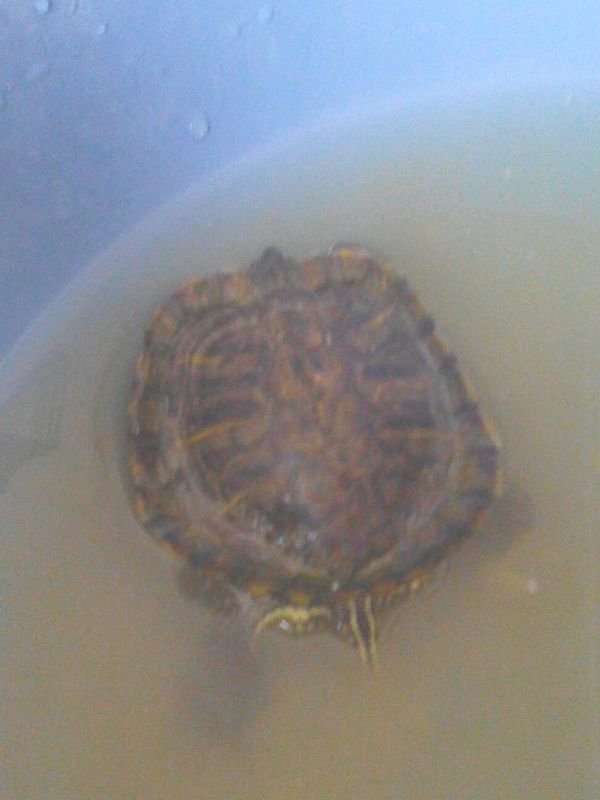 今天捡到了一只巴西红耳龟!为什么龟壳翘起来了!