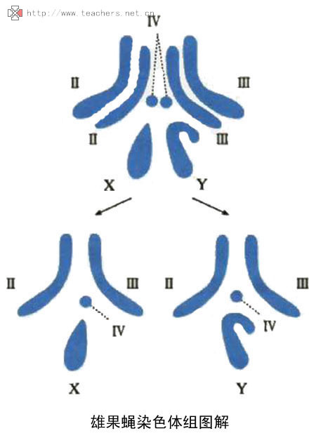 雄果蝇的精原细胞染色体组成 请用xy的示意图表示