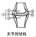 下图是关节的结构示意图,请你根据图示回答问题: (1)关节的基本结构