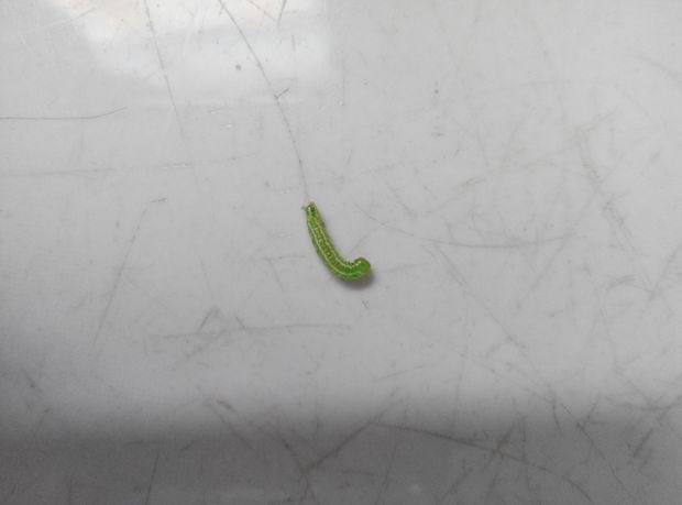 大家帮忙看看这是什么虫子,偶然在我家发现了一只