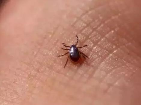 有一种虫子咬人吸血,体积比蚊子要小,咬的地方很痒,那
