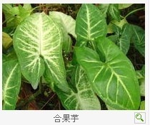 是不是合果芋
