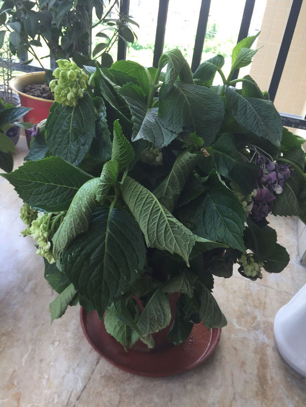 绣球花叶子和花都晒伤了 浇了很多水 好似不管用 请问