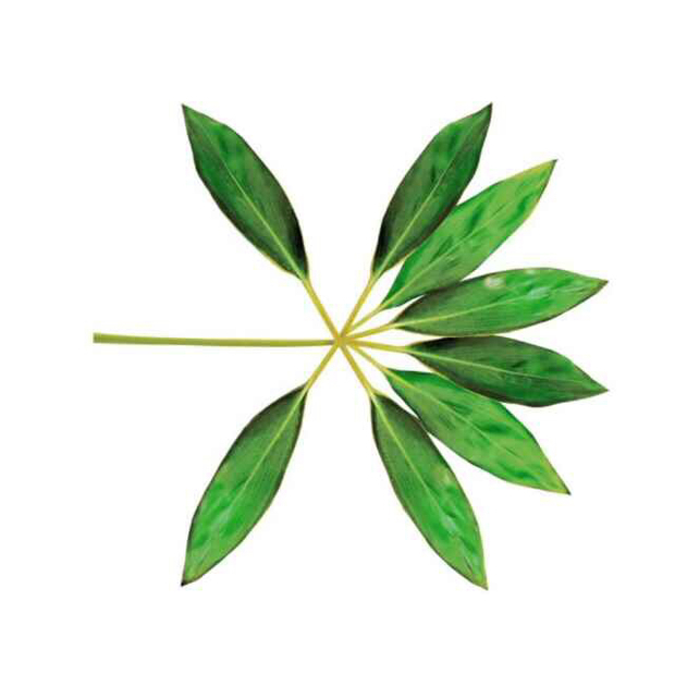 上面六片叶子,下面两片叶子.代表什么意思?