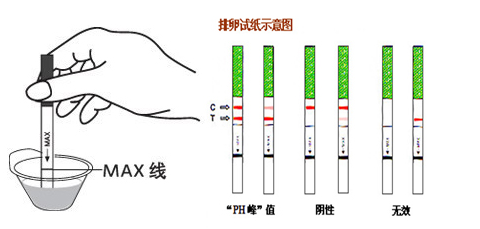 同房后十多天了,早上用早早孕测了,有一浅一深,怀孕的