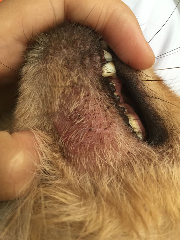 狗狗下巴长的是癣还是真菌感染?要怎么治疗啊.