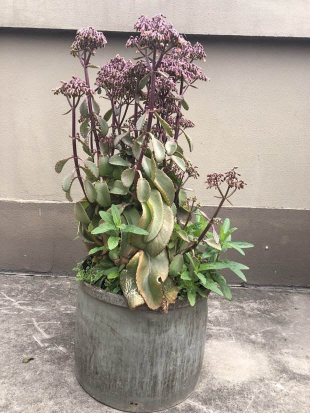 宽叶不死鸟开花会死吗?