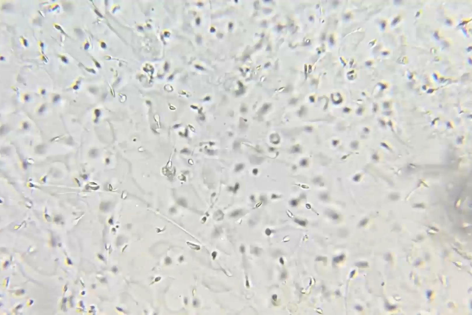 视频:人类的