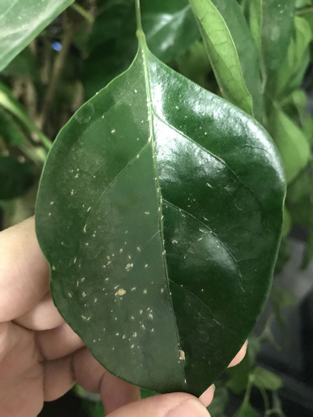 幸福树上长白斑点