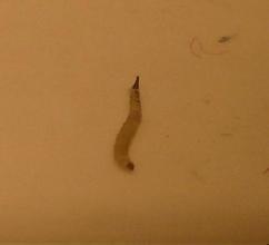 牙虫是指蛀牙,也就是龋齿,龋齿一种由口腔中多种因素复合如作用所