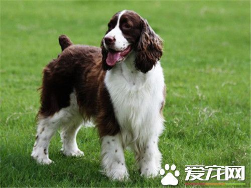 史宾格犬应喂什么犬粮 史宾格不能吃的六种食物