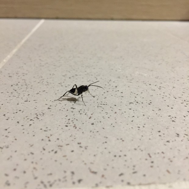 像蚂蚁有翅膀腰极细的虫子,如图,请问它的名字
