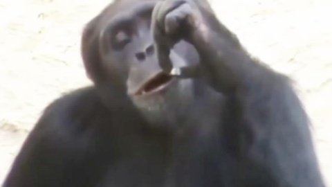 大猩猩模仿人类抽烟,不仅手势到位连表情也到位,简直就是老烟枪