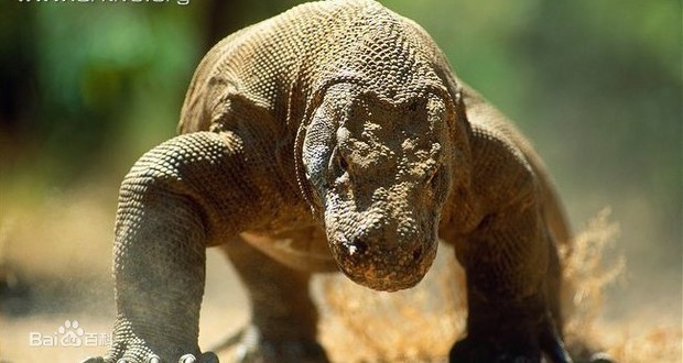科莫多巨蜥有多大?