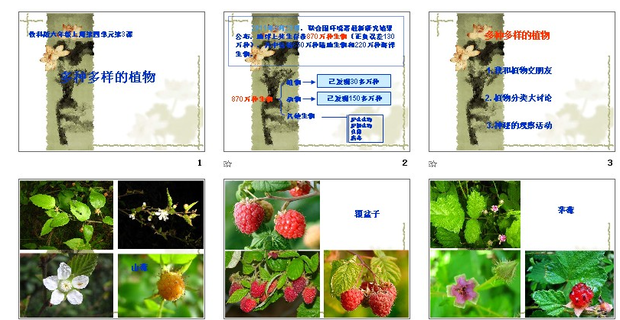 多种多样的植物手抄报内容