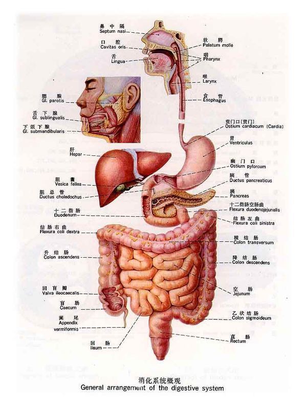 腹部左上测的主要器官:胃,胰腺