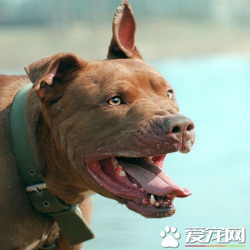 比特犬多少钱一只 比特犬的性格特点