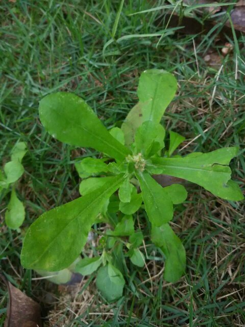 25 图中是菊科植物匙叶鼠麴草,学名gnaphalium pensylvanicum  一年生