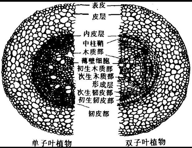 双子叶植物木栓形成层的产生?