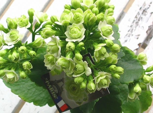 是 长寿花 里面的 巴黎系列长寿花.