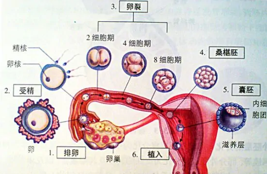 人类如何繁殖?