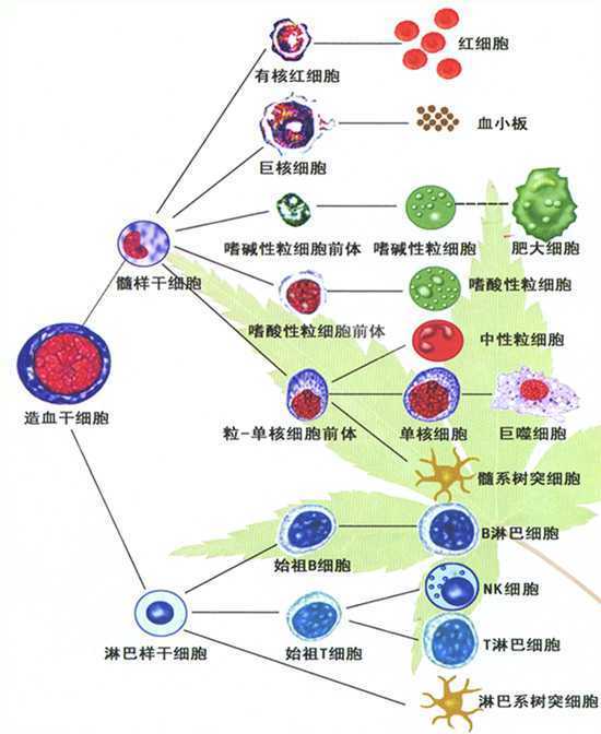 类胚胎干细胞和成体干细胞什么关系?