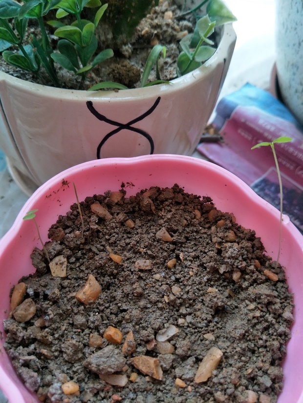 草莓种子发芽了,这个是不是草莓苗,有一个明显跟其他两个不一样