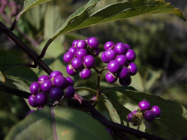 有一种结紫色小圆果实的灌木植物是什么?