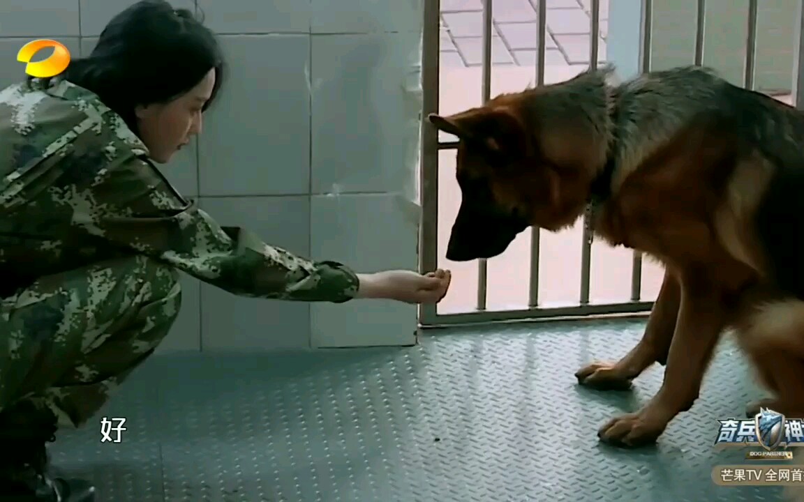 奇兵神犬】(张馨予 艾勒薇斯 cut)老公带我看完病我就去喂艾勒.