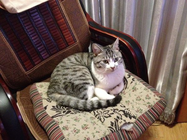 大家帮我看看这个什么品种的猫?