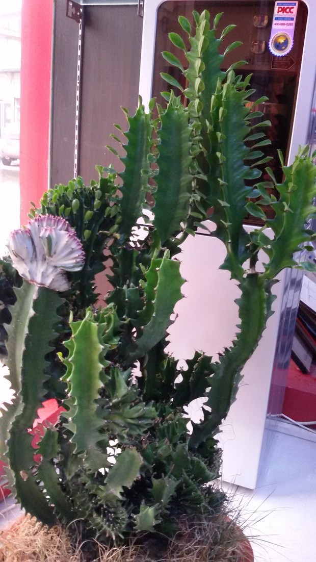 这花是叫霸王鞭吗