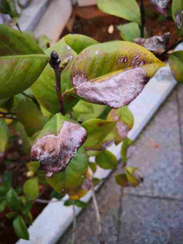 茶花是生病了还是烂根