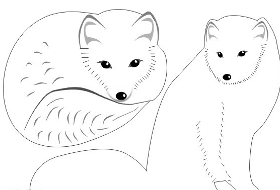 北极狐怎么画