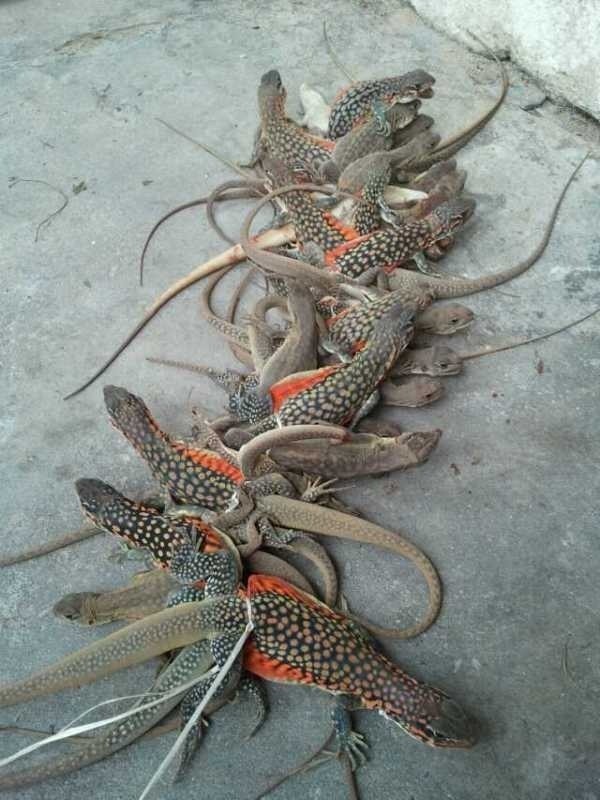 蜥蜴是海南省特有的珍贵野生动物之一,变色树蜥,蜡皮蜥是集