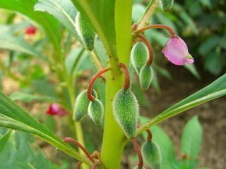 凤仙花的果实是什么形