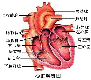 心脏的结构图如下