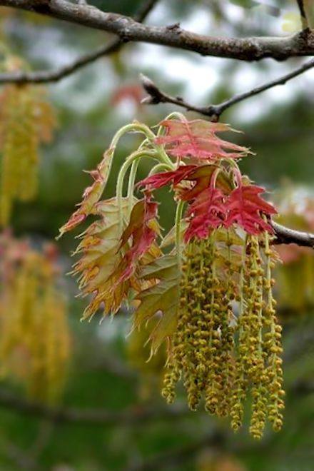 橡树花香吗