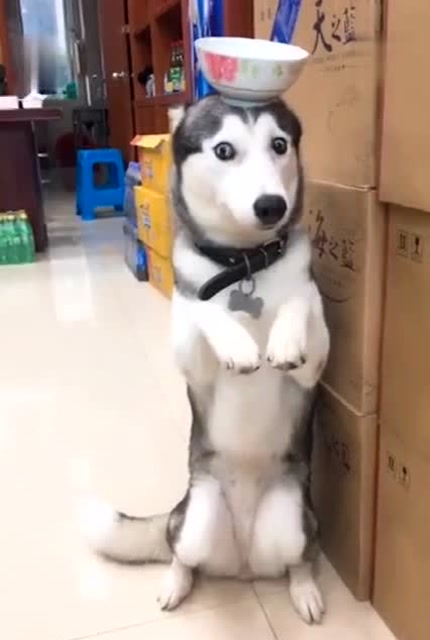 超 可爱超 好笑的 狗狗视频合集,主人给二哈过生日,结果二哈怒了