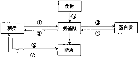 (2)糖类和蛋白质之间可以互相转换.