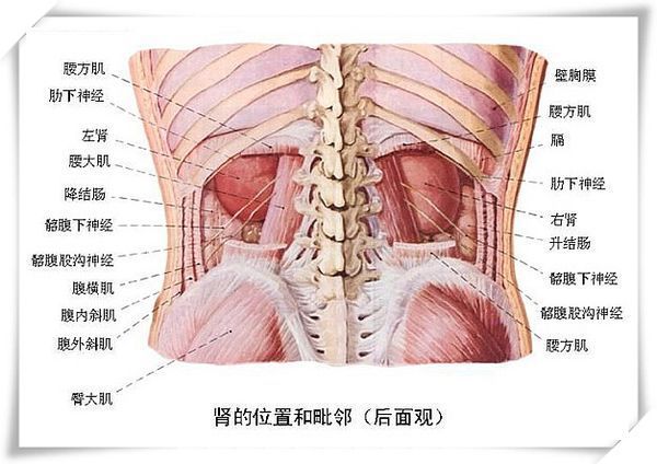 14 您好: 后背右边肋骨下面的腹腔内有右肾,肝,胆,结肠右曲,部分